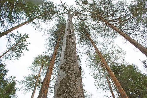 Сухостойная сосна: розбераемся что такое сухостой? (сухостой, дерево) Сухостойная сосна: розбераемся что такое сухостой?
