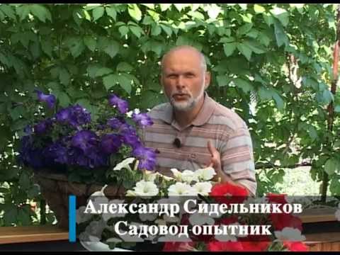 Вертикальное озеленение на даче своими руками: фото, видео инструкции (вертикальный, озеленение, цветочный) Вертикальное озеленение на даче своими руками: фото, видео инструкции