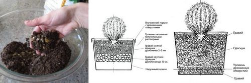 Виды кактусов для разведения в домашних условиях: фото, примеры, уход