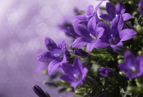 Вьющиеся растения на вашем участке (растение, вить) Вьющиеся растения на вашем участке