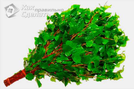 Заготовка веников для бани - банные Веники (веник, ветка, баня) Заготовка веников для бани - банные Веники
