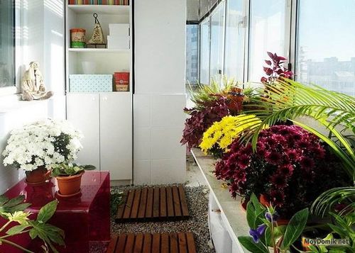 Зимний сад в квартире своими руками – на балконе и лоджии   фото
