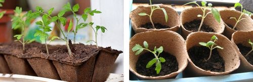 Торфяные горшочки для рассады – как выбрать и как использовать? (рассада, торфяной) Торфяные горшочки для рассады – как выбрать и как использовать?