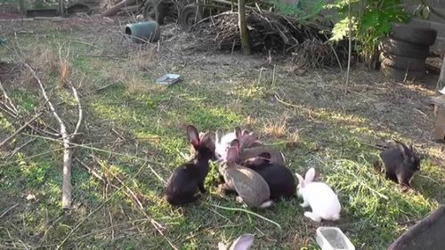 Вольеры для кроликов своими руками (вольер, кролик, сетка) Вольеры для кроликов своими руками
