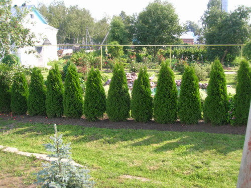 Выбираем растения для живой изгороди: полезные советы. Лучшие растения для живой изгороди. Лучшие растения для живой изгороди (изгородь, растение) Выбираем растения для живой изгороди: полезные советы. Лучшие растения для живой изгороди. Лучшие растения для живой изгороди