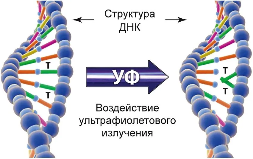 Ультрафиолетовое излучение губительно действует на вирусы и другие микроорганизмы, разрушая их структуру ДНК