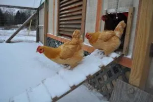 Содержание кур зимой в сибири