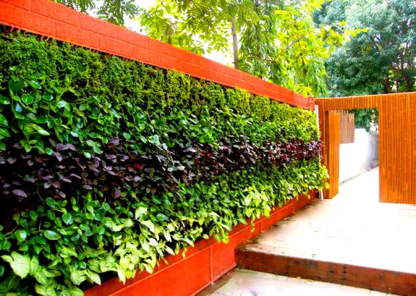 Для вертикального озеленения не нужно отдельного места, растения прекрасно увивают любую стену, арку и перголу