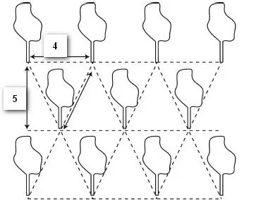 шахматная схема посадки подходит для среднеспелых сортов деревьев шахматная схема посадки деревьев