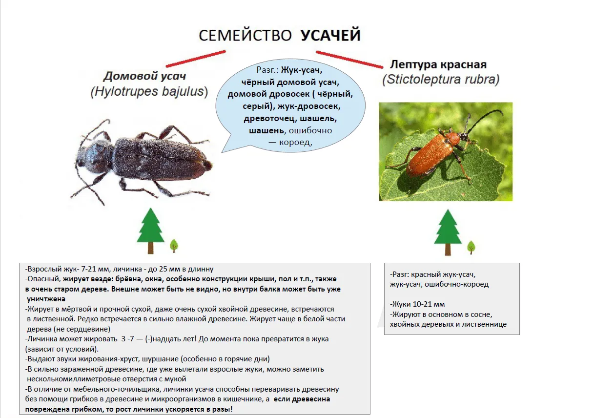 Большой черный жук с длинными усами в квартире