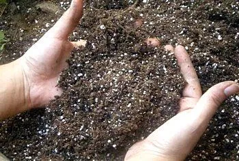 Известковая почва