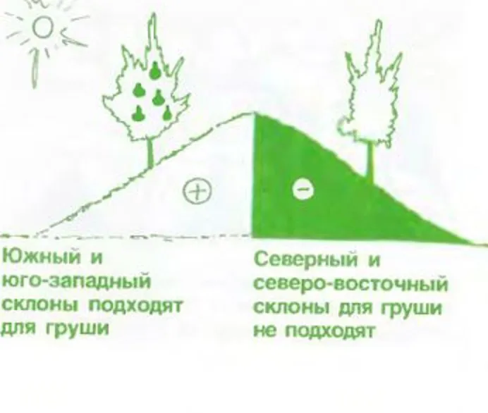 На каких склонах высаживать груши в холодном климате