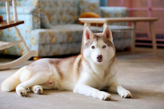 ProPlan.ru ProPlan.ru