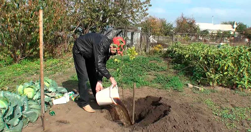Осенняя посадка груши