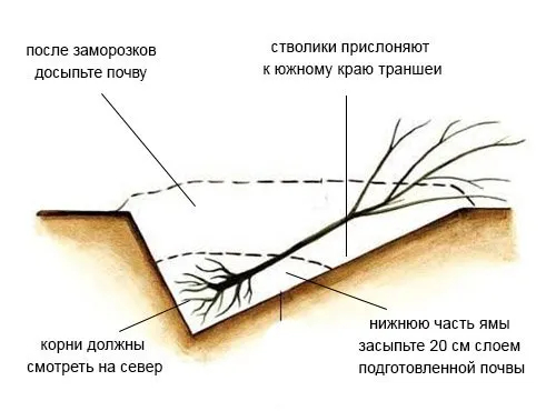 Схема прикопа саженца груши на зиму