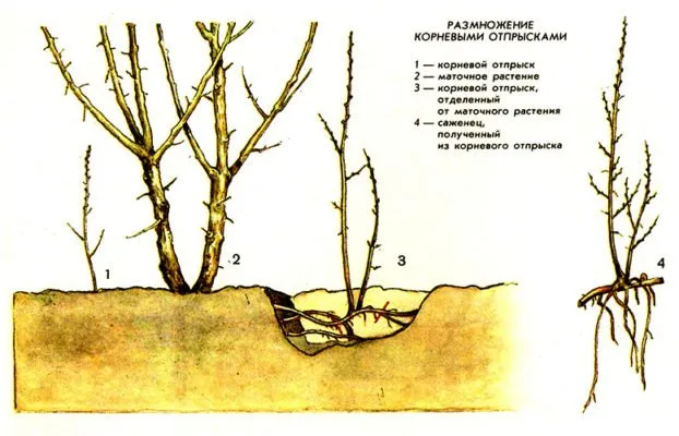 Схема размножения сортовой груши корневой порослью