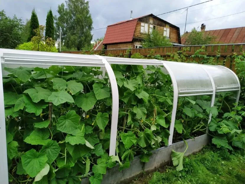 Огуречник с пластиковым каркасом