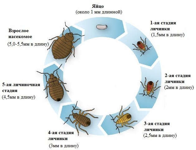 Виды насекомых в квартире: 10 насекомых Виды насекомых в квартире: 10 насекомых