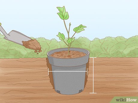 Как посадить тюльпановое дерево - wikiHow