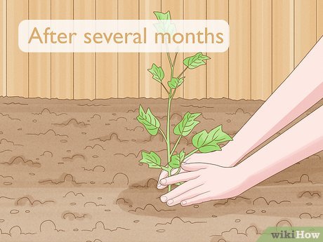 Как посадить тюльпановое дерево - wikiHow Как посадить тюльпановое дерево - wikiHow