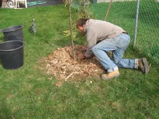 как посадить грушу осенью