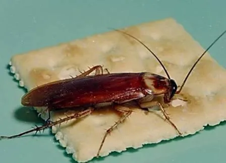 как избавиться от тараканов в квартире