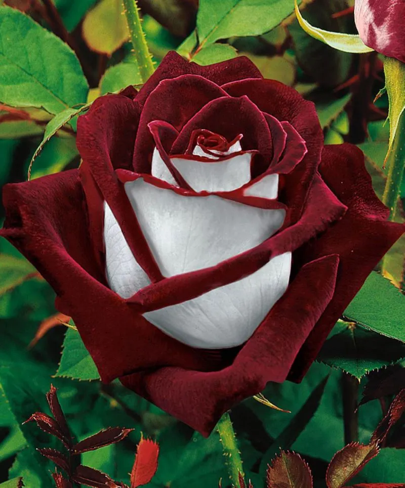Некоторые сорта розы могут цвести до самых морозов