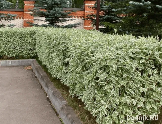 дерен белый