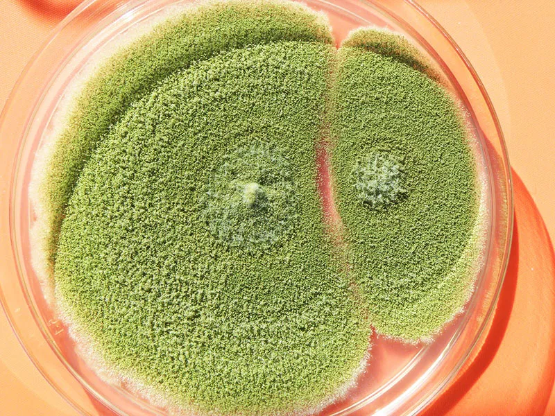 Aspergillus flavus достаточно вреден Aspergillus flavus достаточно вреден