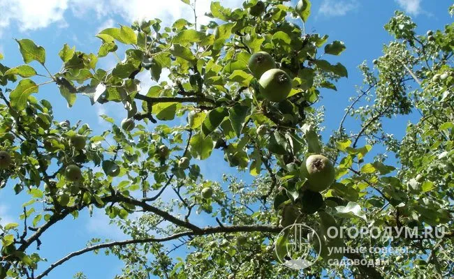 Для груши очень важно солнце