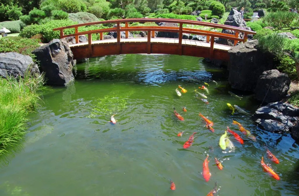 Деревянный мостик через водоем с рыбками