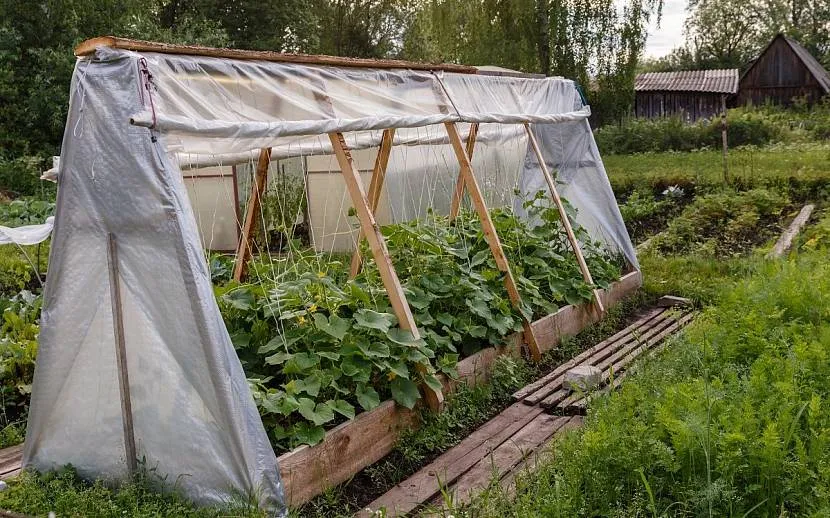 Парник-шалаш на деревянном каркасе Парник-шалаш на деревянном каркасе