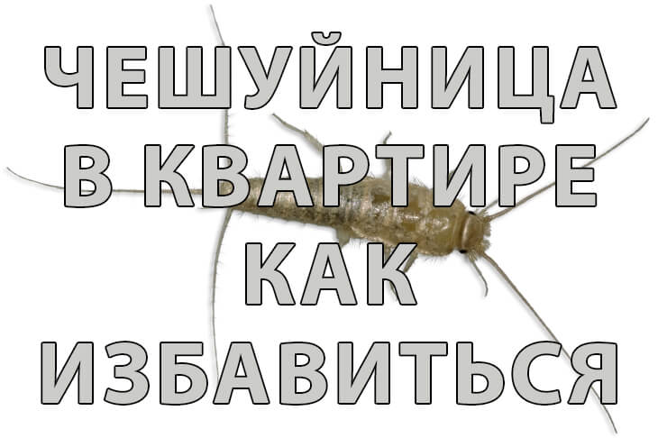 Чешуйница в квартире. Как избавиться от Чешуйница в квартире. Как избавиться от