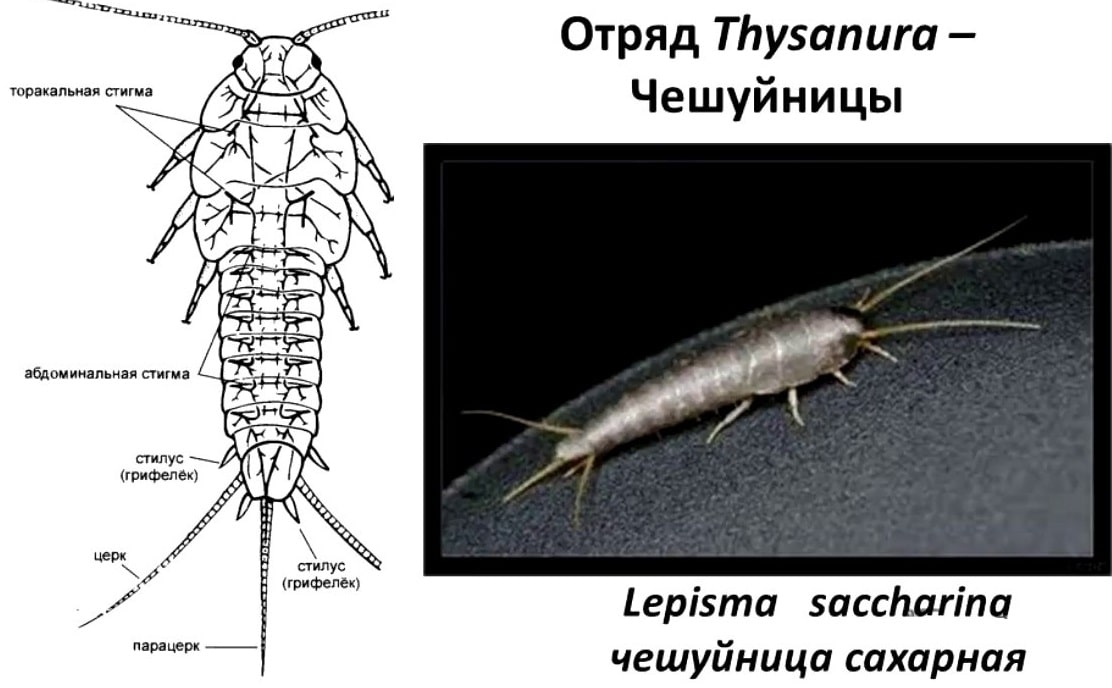 Статьи Pest63 Статьи Pest63
