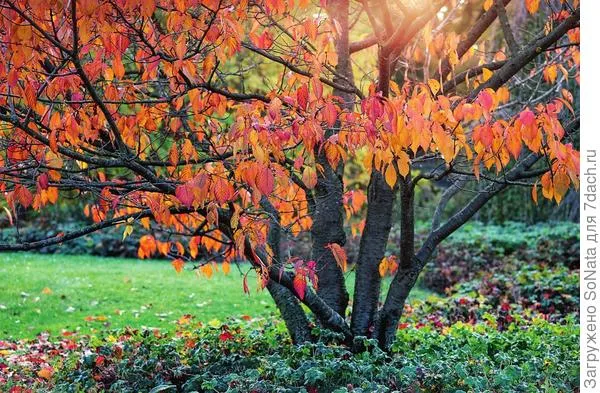 Листва сливы мелкопильчатой (Prunus serrulata) осенью окрашивается в красновато-желтые тона