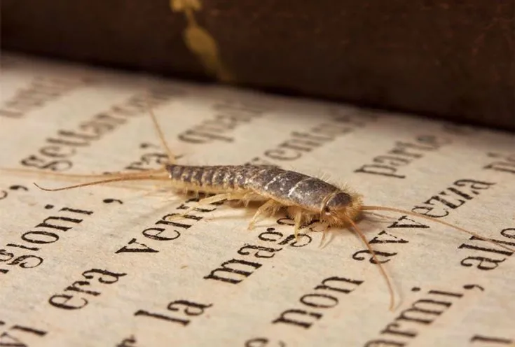 Как избавиться от чешуйницы в квартире