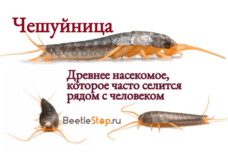 Так выглядит чешуйница