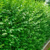 Бирючина обыкновенная (Ligustrum vulgare) Бирючина обыкновенная (Ligustrum vulgare)