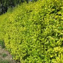Бирючина овальнолистная (Ligustrum ovalifolium), сорт «Ауреум» (Aureum) Бирючина овальнолистная (Ligustrum ovalifolium), сорт «Ауреум» (Aureum)