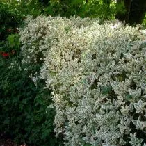 Бирючина овальнолистная (Ligustrum ovalifolium), сорт «Аргентеум» (Argenteum)