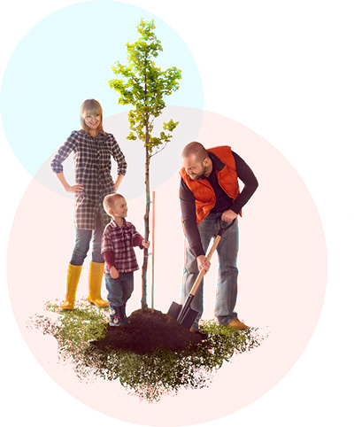 Экологический проект «Посади свое дерево»