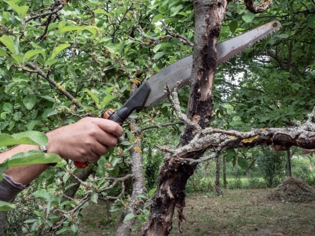 Как восстановить запущенные деревья и