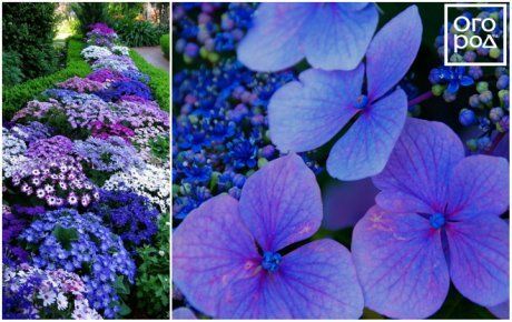 42 растения с синими цветками | Дизайн