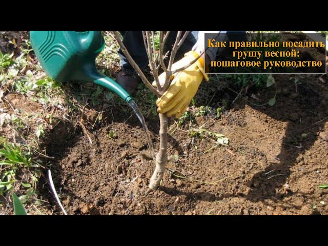 Как правильно посадить грушу весной Как правильно посадить грушу весной