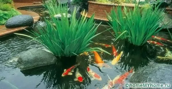 Растение в емкости смотрится так, как будто произрастает из воды