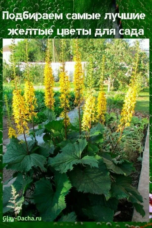 желтые цветы для сада