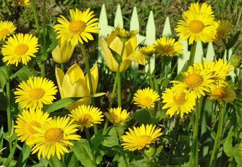 изысканные желтые цветы для сада