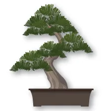 Moyogi (informal upright) Bonsai style