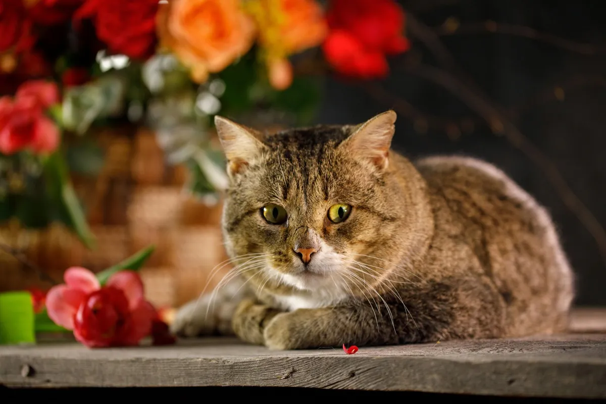 Котик Зейн, 6 лет. Раньше пухляш жил на остановке при СНТ Котик Зейн, 6 лет. Раньше пухляш жил на остановке при СНТ