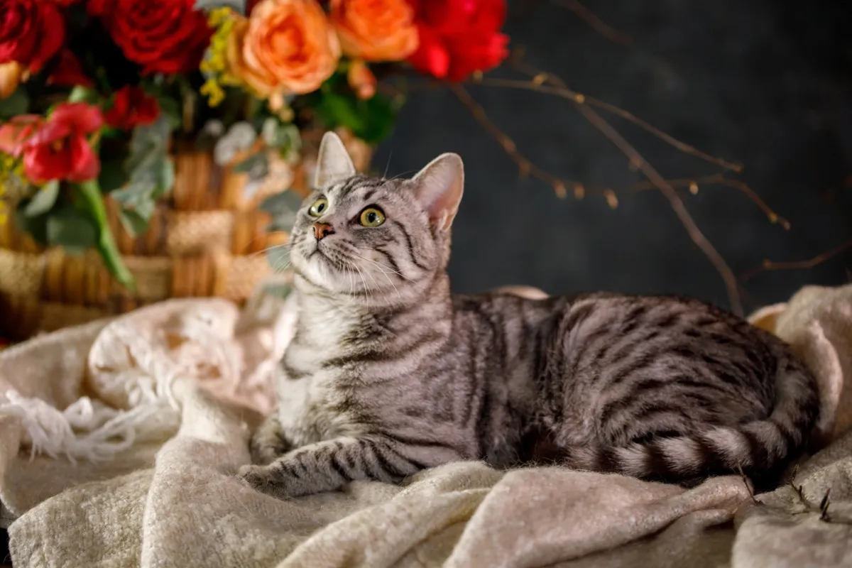 Кот Аст, 1 год. Его нашли на улице с травмой спины, из-за чего у котика были проблемы с задними лапами. Сейчас он здоров Кот Аст, 1 год. Его нашли на улице с травмой спины, из-за чего у котика были проблемы с задними лапами. Сейчас он здоров